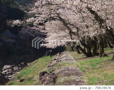 桜満開の三重県白山町リバーパーク真見　水辺公園 76619676