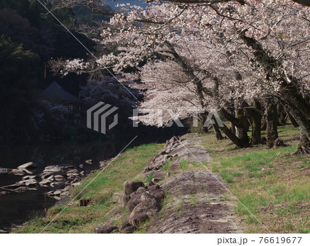 桜満開の三重県白山町リバーパーク真見　水辺公園 76619677