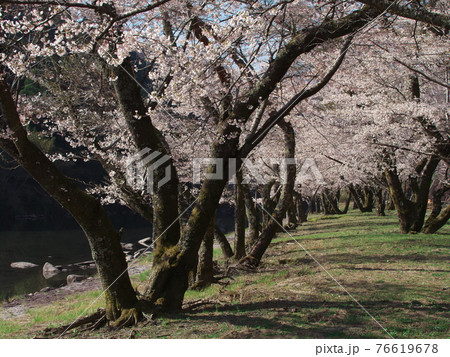 桜満開の三重県白山町リバーパーク真見　水辺公園 76619678
