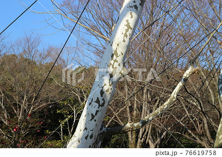 万博記念公園　園内の風景　春　【大阪府】 76619758