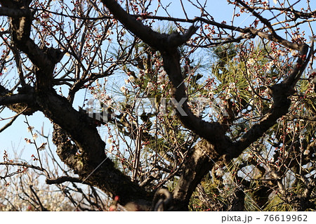 万博記念公園　園内の風景　梅　春【大阪府】 76619962