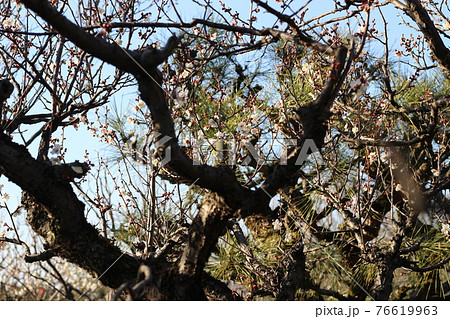 万博記念公園　園内の風景　梅　春【大阪府】 76619963