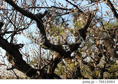 万博記念公園　園内の風景　梅　春【大阪府】 76619964