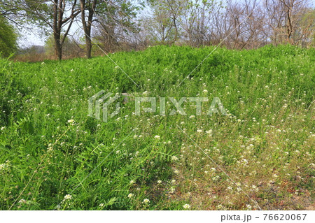 花 雑草 木 76620067