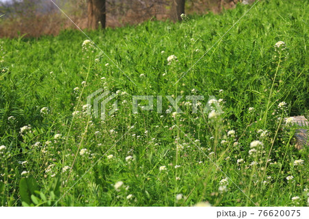 花 ハーブ 雑草 76620075