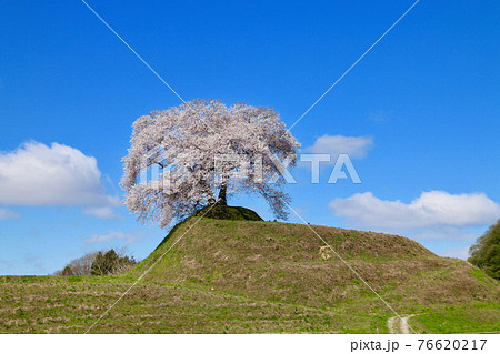 平堂壇の桜（福島県・三春町） 76620217
