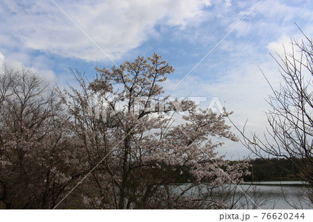 県立有馬富士公園 春のさくら 三田市 【兵庫県】 県立有馬富士公園 春のさくら 三田市 【兵庫県】 76620244