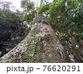 木と苔と空と夏 76620291