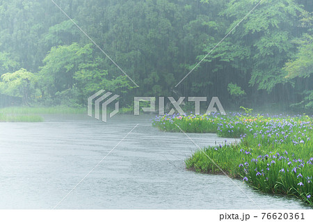 滋賀県高島市今津町平池に群生するカキツバタを早朝撮影 76620361