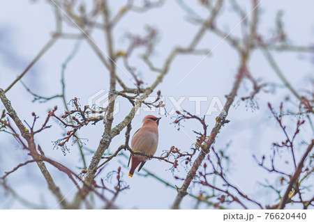 Bird Bohemian Waxwing - Bombycilla garrulus 76620440