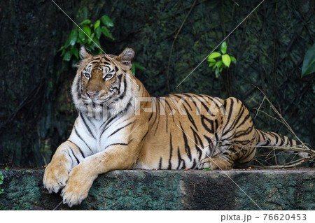 Close up bengal tiger is beautiful animal and dangerous in forest 76620453