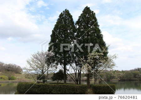 県立有馬富士公園 池とさくらとかやぶき民家 【兵庫県】 県立有馬富士公園 池とさくらとかやぶき民家 【兵庫県】 76620481