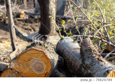Macro photo of texture of tree stump, logging and firewood. The yellow grain of the wood is as visible as possible. Rings on a cutting of a tree. Firewood for fuel. Cross-cut trees Macro photo of texture of tree stump, logging and firewood. The yellow grain of the wood is as visible as possible. Rings on a cutting of a tree. Firewood for fuel. Cross-cut trees 76620789