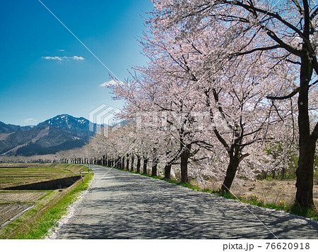 新潟県胎内市　夏井の千本桜 76620918