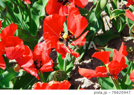 【品種:エキゾチックバード】鮮やかな赤色の花びらのチューリップ 【品種:エキゾチックバード】鮮やかな赤色の花びらのチューリップ 76620947