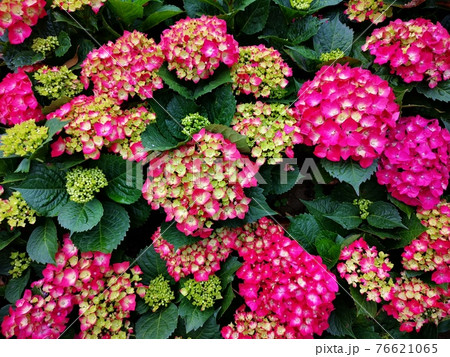 紫陽花 アジサイ あじさい 76621065