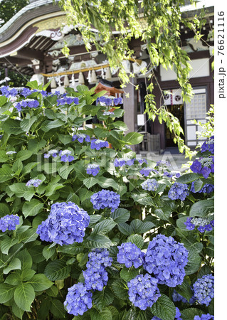 神社をバックに咲き誇る青紫色の紫陽花 76621116