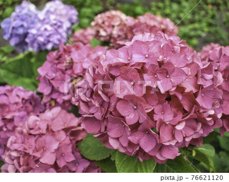 赤紫色の紫陽花 76621120