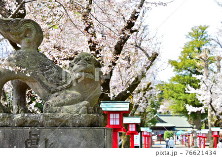 桜で彩る鷲宮神社の参道3 桜で彩る鷲宮神社の参道3 76621434