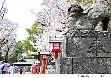 桜で彩る鷲宮神社の参道4 桜で彩る鷲宮神社の参道4 76621435