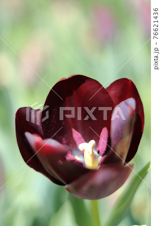 加西フラワーセンターのチューリップ 加西フラワーセンターのチューリップ 76621436