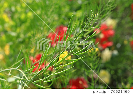 菜の花の実 種 の写真素材