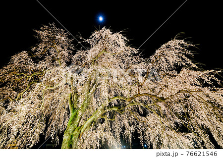 枝垂れ桜 枝垂れ桜 76621546