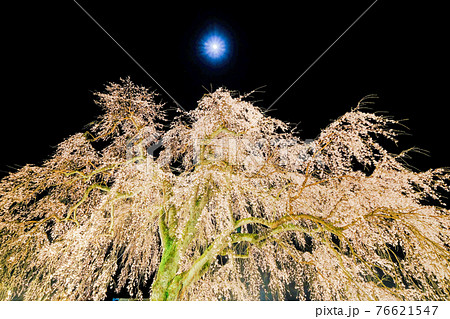 枝垂れ桜 枝垂れ桜 76621547