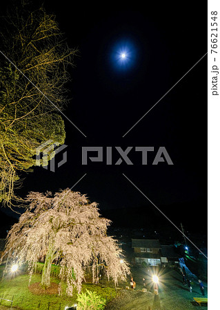 妙祐寺しだれ桜 妙祐寺しだれ桜 76621548