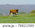 カメラ目線のジャージー牛 76621560