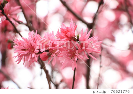 キクモモ 76621776