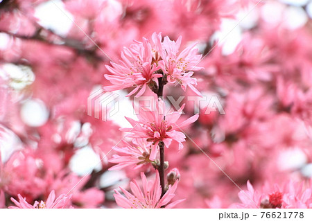 キクモモ 76621778