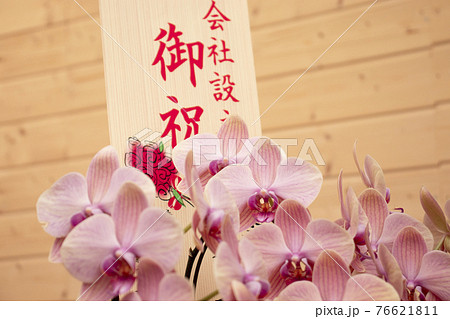会社設立祝いの札が付いた胡蝶蘭の贈り物 会社設立祝いの札が付いた胡蝶蘭の贈り物 76621811