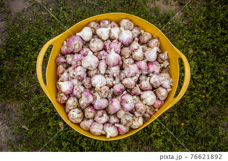Head of garlic close-up, freshly harvested crop 76621892
