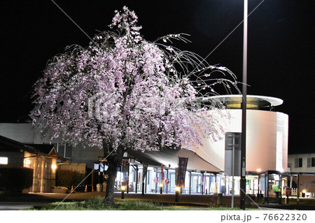 栃木県 さくら市 桜 道の駅きつれがわ 栃木県 さくら市 桜 道の駅きつれがわ 76622320