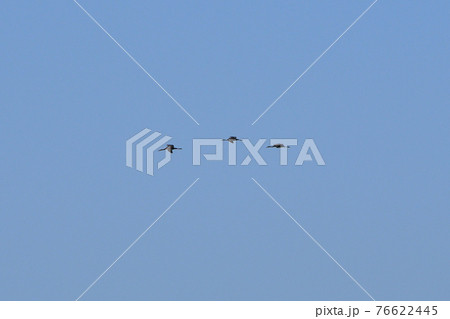 ツル、ナベヅル ツル、ナベヅル 76622445