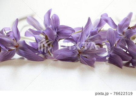 タチツボスミレ タチツボスミレ 76622519