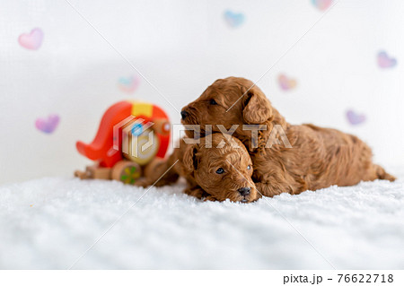 仔犬 トイプードル 仔犬 トイプードル 76622718