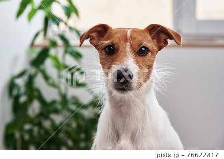 Dog portrait at home. Jack Russell terrier looking at camera Dog portrait at home. Jack Russell terrier looking at camera 76622817