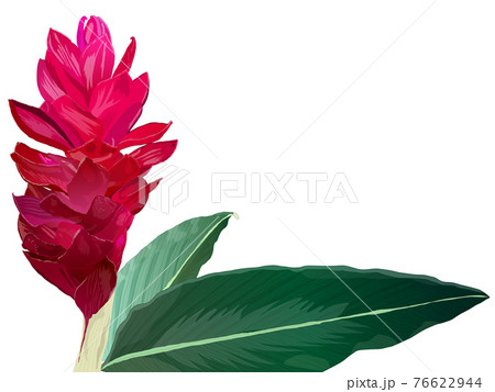 ジンジャーの花と葉 背景なし 南国 トロピカルのイラスト素材