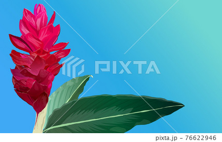 リアルなレッドジンジャーの花と葉 南国 トロピカルのイラスト素材