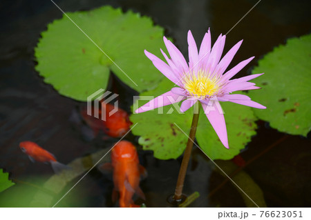 東南アジア インドネシア バリ島の池の濃いピンク色の満開の睡蓮の花と葉 赤い金魚 鯉 の写真素材