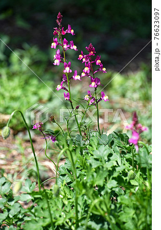 リナリア（姫金魚草） 76623097