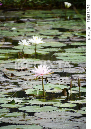 東南アジア、インドネシア、バリ島、ウブドの池の満開の白い睡蓮の花