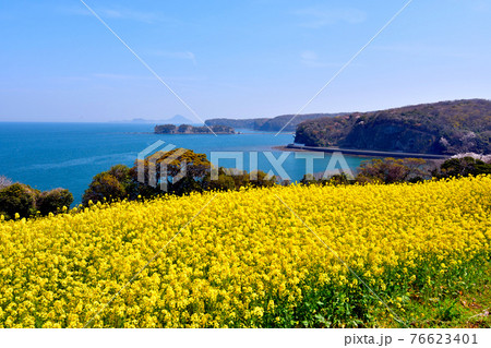 長崎鼻の菜の花と霞む姫島 長崎鼻の菜の花と霞む姫島 76623401