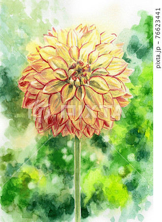 アナログ水彩ダリア縁取りポンポン咲き 76623441