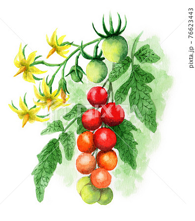 アナログ水彩ミニトマトの実と花と葉のイラスト素材