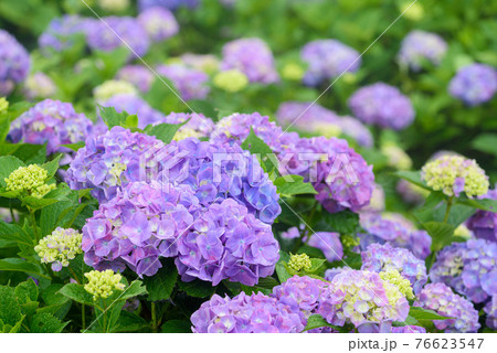 （埼玉・美の山公園）満開の紫陽花 76623547