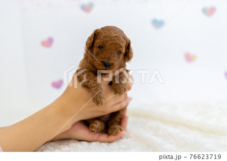 仔犬 トイプードル 仔犬 トイプードル 76623719