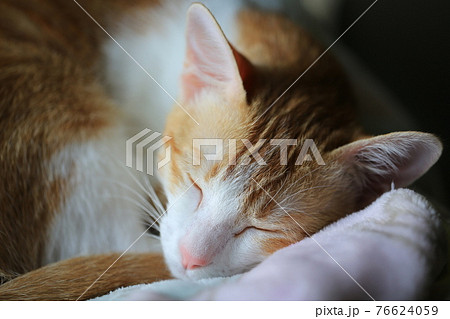 deep sleep small cat head close up 76624059